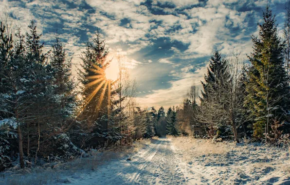 Winter, road, forest, the sun