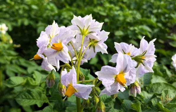 Summer, the garden, blurred background, closeup, potato color