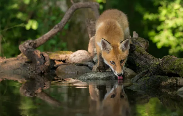 Language, pose, reflection, thirst, shore, Fox, snag, drink