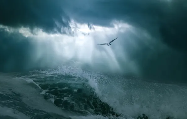Sea, squirt, storm, bird, wave, Seagull