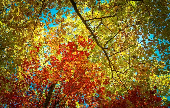 Autumn, leaves, tree, red leaves, yellow leaves