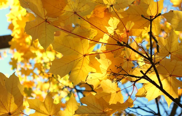 Yellow leaves, Autumn, nature nature, maple leaves, nature ., autumn leaves, yellow maple leaves
