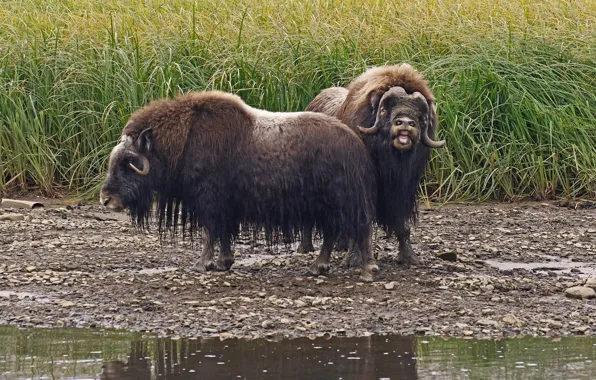Wallpaper nature, pair, musk ox images for desktop, section животные