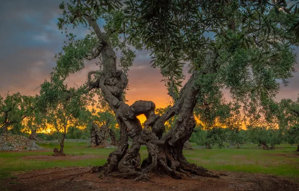 Sunset, nature, tree