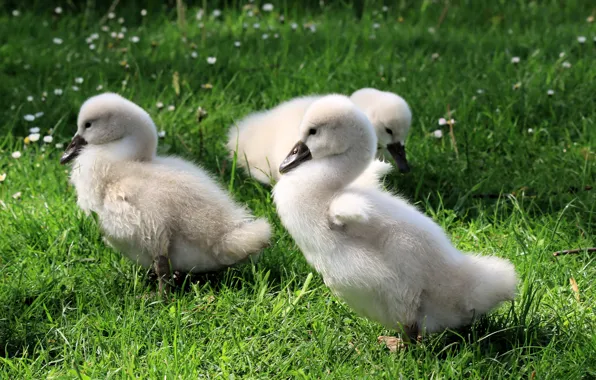 Grass, birds, glade, swans, Chicks, the Lebeda