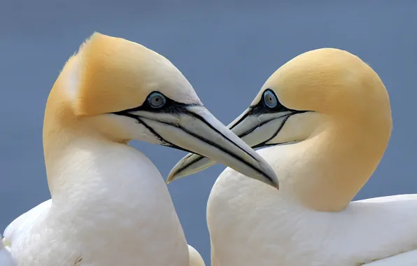 Bird, pair, Gannet