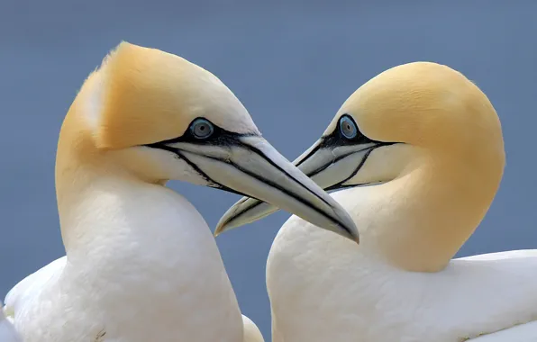Picture birds, pair, gannets
