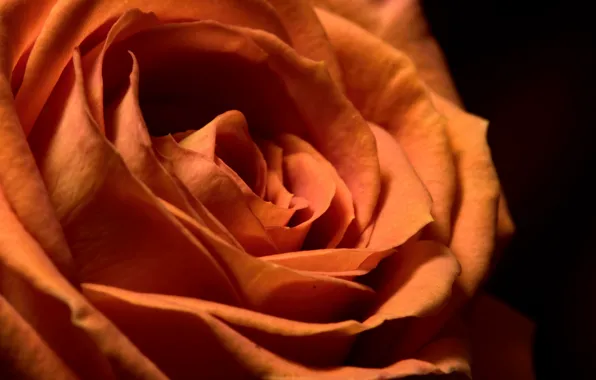 Flowers, background, roses