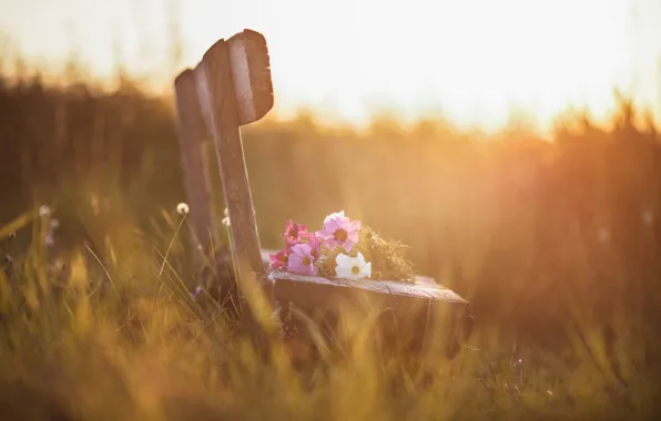Picture light, flowers, morning, bench, kosmeya