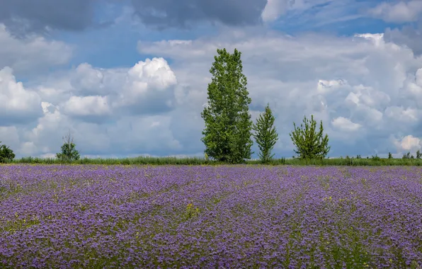 Field, summer, the sky, clouds, trees, flowers, blue, meadow