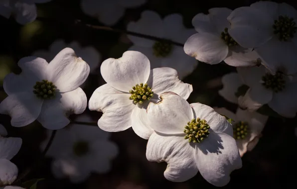 Macro, light, flowers, the dark background, branch, spring, shadows, white