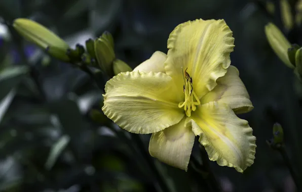 Yellow, background, color, Lily, daylilies
