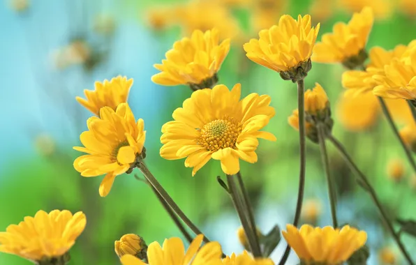 Picture petals, chrysanthemum, yellow