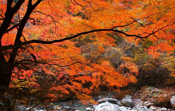 Picture autumn, forest, leaves, river, stream, stones, tree