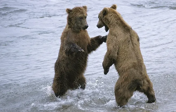 Water, snow, bears, a couple