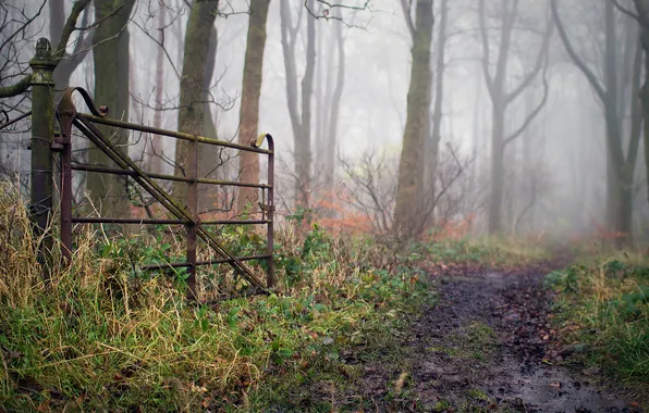 Autumn, grass, trees, nature, dirt, the bushes, wicket, slush