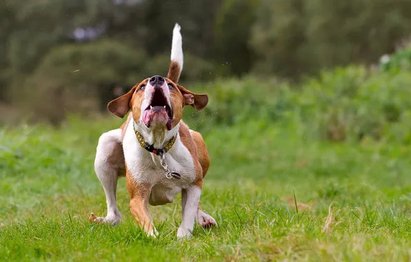Field, background, dog