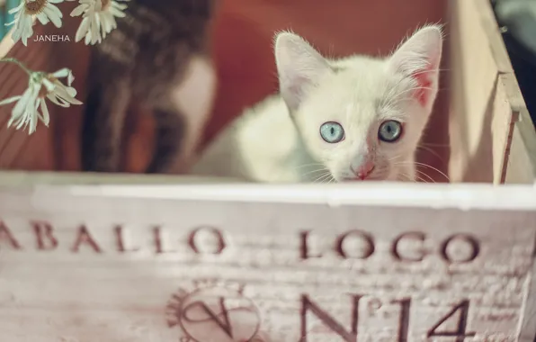Look, chamomile, muzzle, kitty, box, blue eyes, white kitten