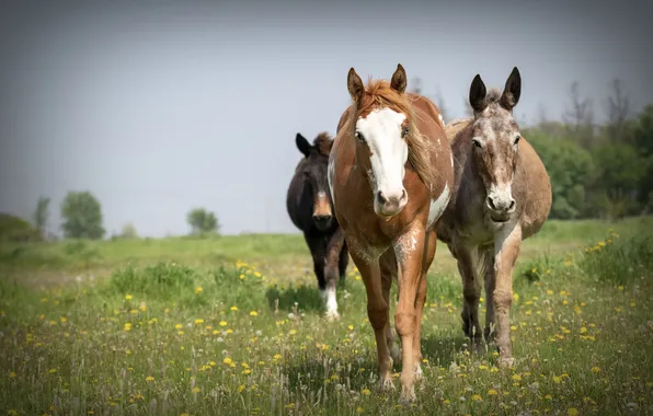 Field, horses, horse