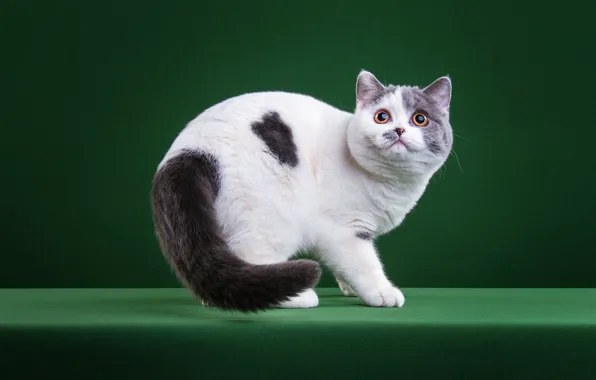 Cat, white, cat, look, pose, kitty, muzzle, spot