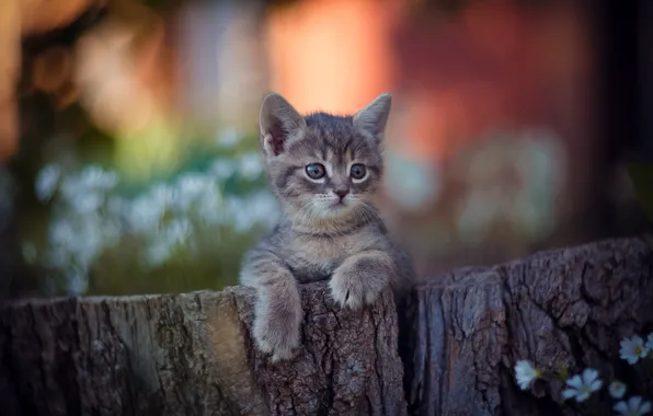 Legs, baby, muzzle, kitty, bokeh