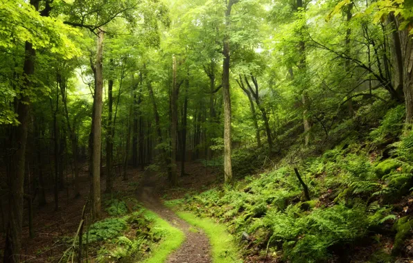 Picture road, forest, summer, trees, foliage