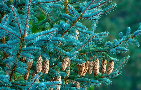 Forest, trees, tree, spruce, bumps