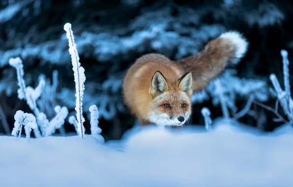 Picture winter, frost, look, face, snow, nature, pose, ate