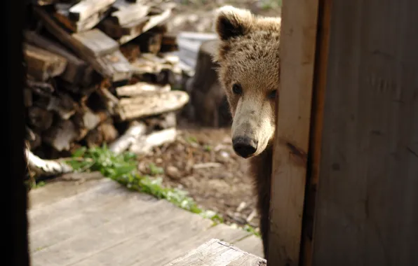 Picture house, animal, Wallpaper, nose, bear, wood, wallpaper, bear