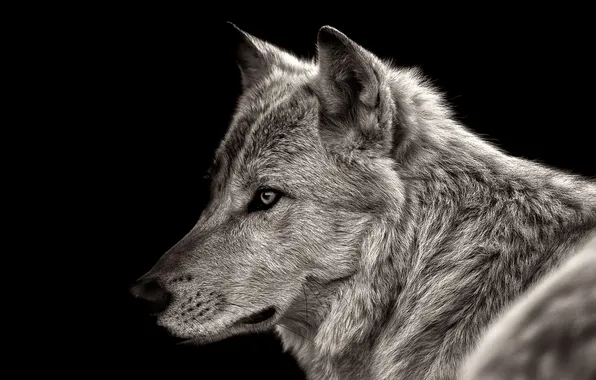 Nature, face, animal, wolf, wildlife, head, fur, mammal