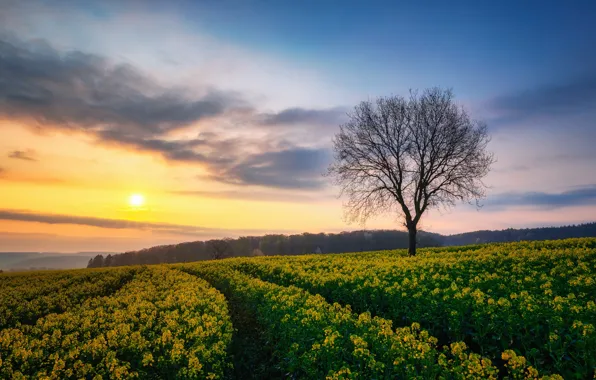 Field, the sky, tree, rape