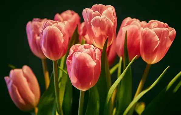 Flowers, background, bouquet, tulips