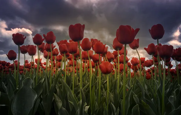 The sky, leaves, flowers, clouds, spring, tulips, red, buds