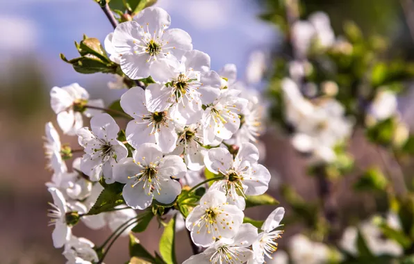 Macro, flowers, cherry, branch, spring, garden, leaves, white