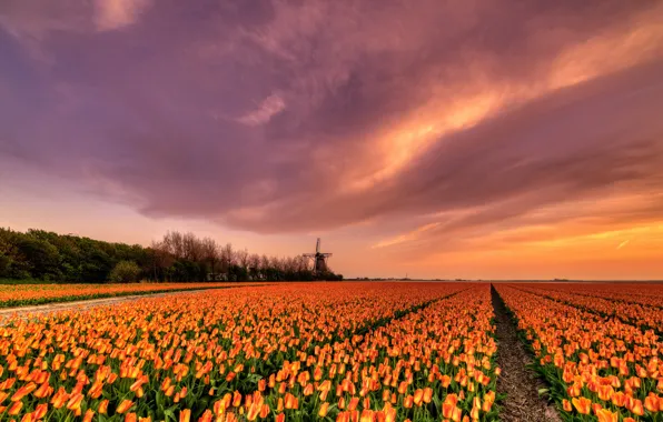 Field, the sky, clouds, light, trees, sunset, flowers, beauty
