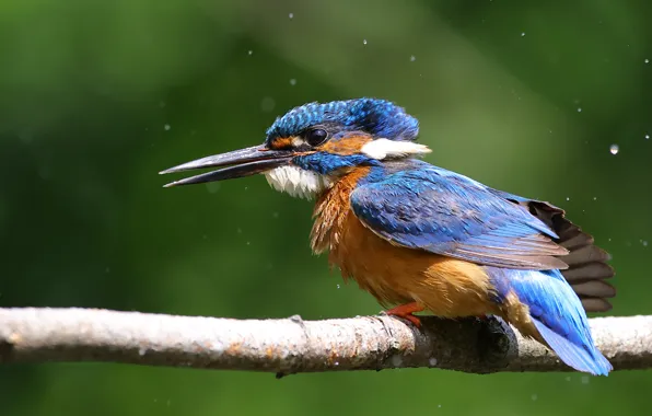 Picture branches, bird, green background, bokeh, Kingfisher, bright plumage