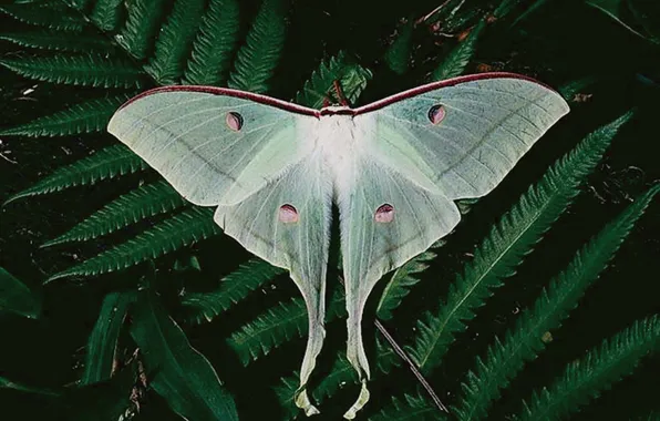 Leaves, microsemi, butterfly, wings, insect, beautiful, closeup