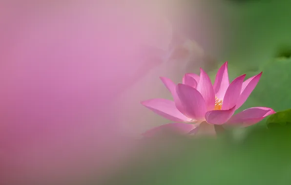 Picture background, pink, blur, Lotus