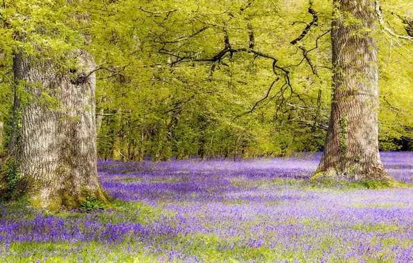 Flowers, nature, spring