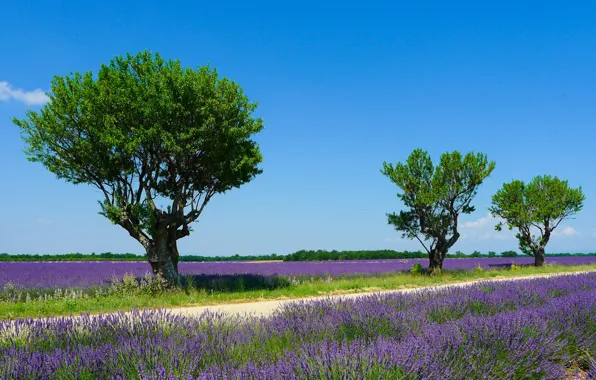 Field, summer, the sky, the sun, trees, France, lavender, Valensole