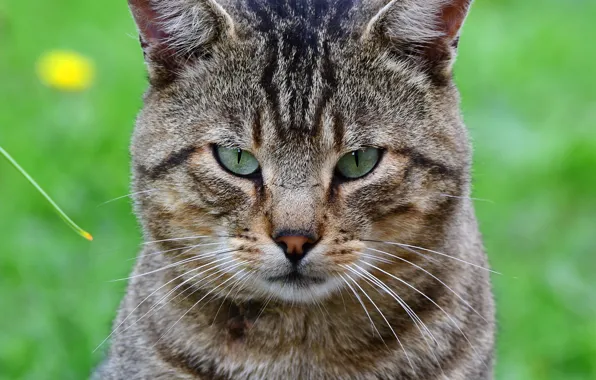 Picture cat, cat, look, close-up, grey, portrait, striped