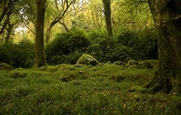 Picture greens, forest, trees, stones, moss, the bushes