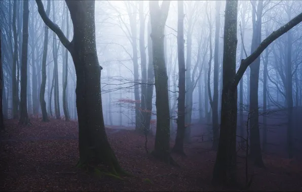 Picture autumn, forest, trees, branches, fog, hills, foliage, morning