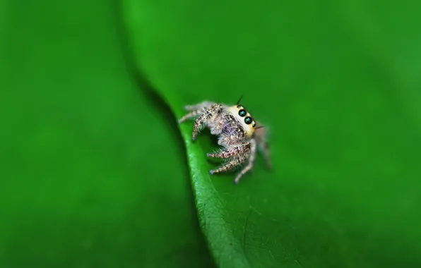 Macro, sheet, spider, lil spider