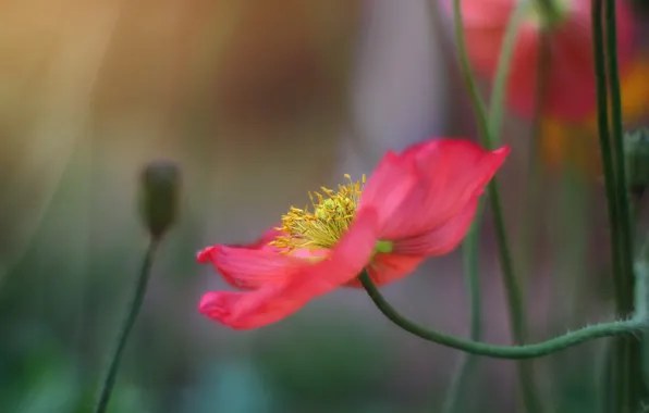 Macro, stems, petals, Mac, bokeh