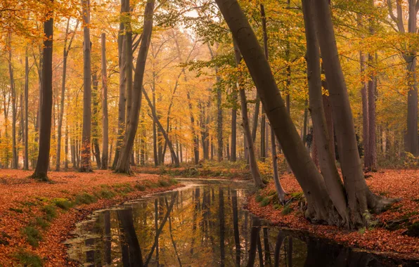 Autumn, Park, Netherlands, Holland, Lifestyle