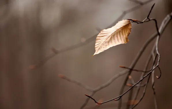 Picture autumn, macro, sheet, Wallpaper, branch, branch, wallpapers