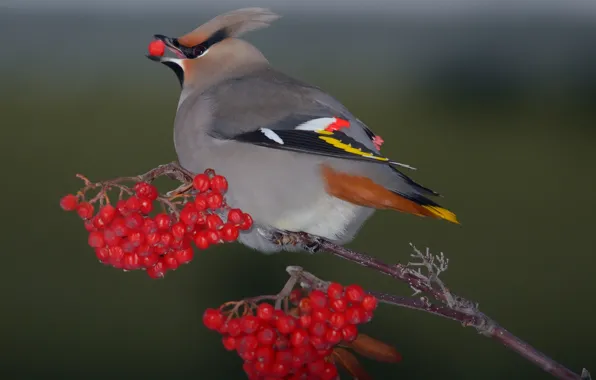 Picture berries, background, bird, Rowan