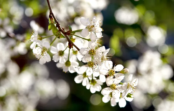 Spring, flowering, white flowers