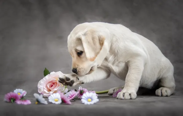 Flowers, animal, dog, puppy, cub, Labrador, Retriever